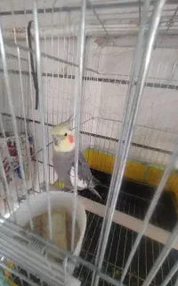 عروس هلندی سخنگو 4ساله