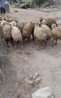 بره نر