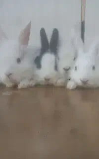 خرگوش بفروش میرسد