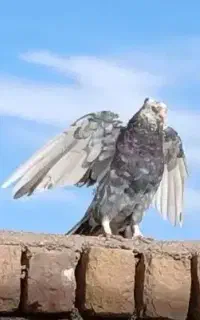 کبوتر پرشی