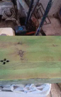 سنتور