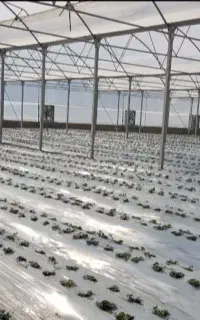 احداث گلخانه