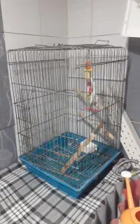 قفس