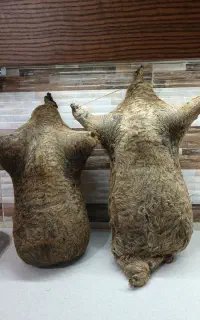هیزه نو بزرگ ، جای روغن حیوانی