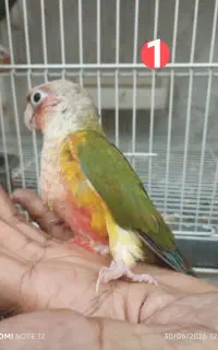 گرینچیک تازه دونخور و کوتوله بالغ