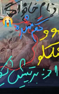 مهوو گم شده در جهانشهر گربه ماده است