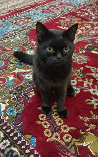 گربه اسکاتیش بلک
