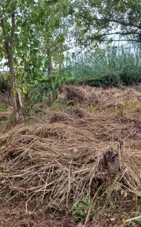 تمیز کردن زمین با دستگاه علف تراش