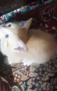 واگذاری گربه