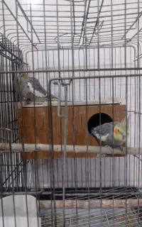 عروس هلندی مولد