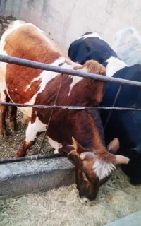گوساله