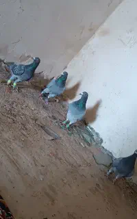 سبز پلاکی