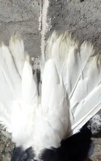 کبوتر