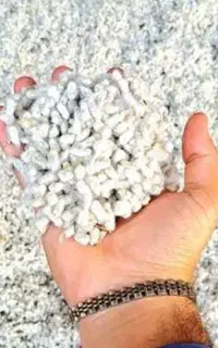 تخم پنبه