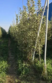 سریع الرشد با آموزش کامل باغداری