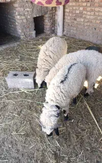 سه راس بره