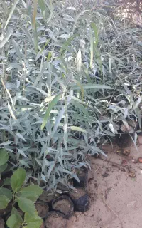 نهال آکالیپتوس و برهان گلی و مورت و سپستون