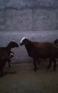 شک قزل با بره وشک ورن