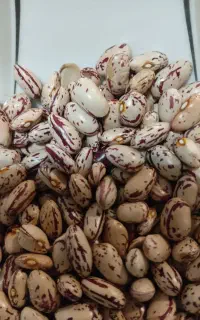 لوبیا چیتی پخت عالی