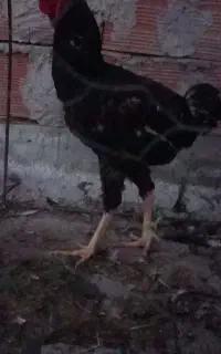 لاری جوان مفت