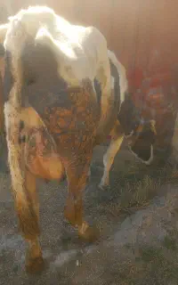 گاو با گوساله