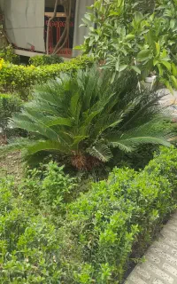 سیکاس ۲۰ ساله دو عدد