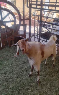 نری چاق