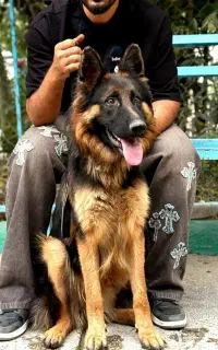 سگ ژرمن شپرد اصیل