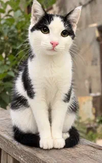 واگذاری رایگان گربه