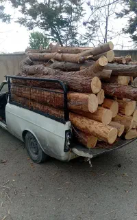 خرید فروش چوب و تنه درخت