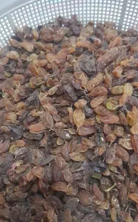 کشمش آفتابی نیشابور
