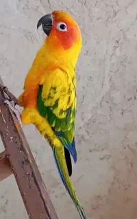 جفت طوطی خورشیدی سخنگو