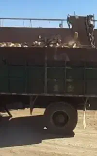 آجر تنی ماسه شسته پوکه ماسه ای نخودی بادامی