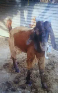 کهر نر