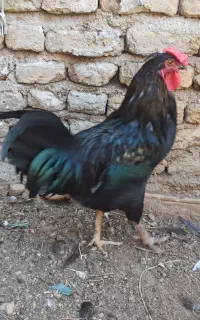 مرغ و خروس محلی