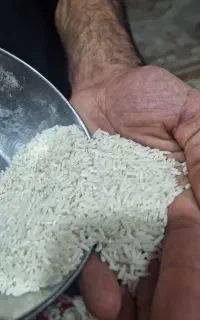 برنج درجه یک شیرودی