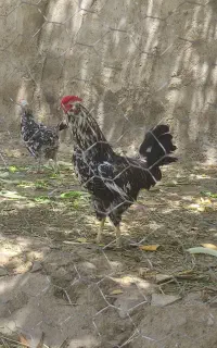 معاوضه گلین