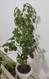 گل وگیاه حسن یوسف وموسی در گهواره وگندمی