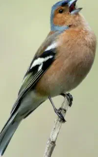 سهره خمسه