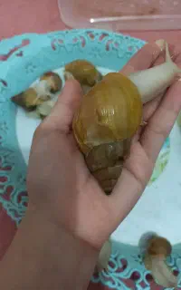 حلزون