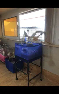 طوطی عروس هلندی دستی