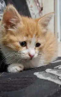 بچه گربه ملوس و زیبا واگذار میشود