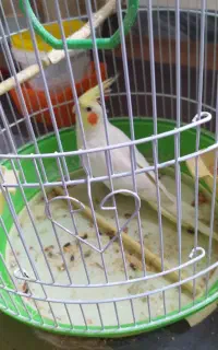 عروس هلندی