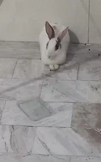 خرگوش