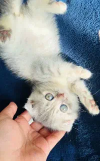 گربه چشم سبز