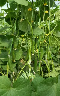 مشاوره میدم در پرورش محصولات گلخانه ای