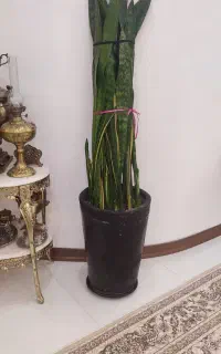 گل سانسوریا