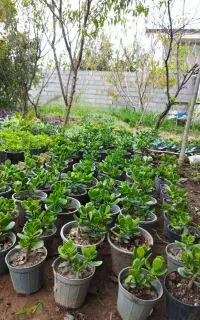 فروش انواع گل