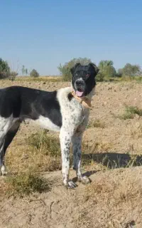 سگ سراب