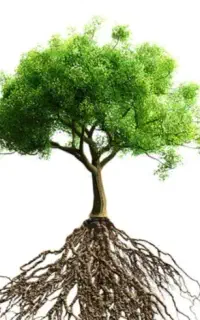 خدمات مهندسی گیاهان اپارتمانی و فضای سبز و باغات